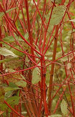 زغال اخته ی ساقه قرمز یا بید قرمز